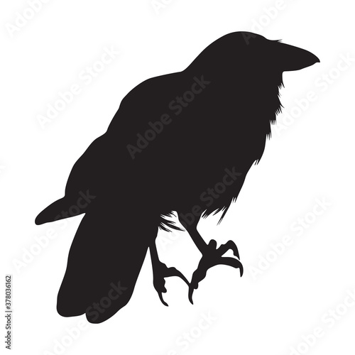 Standing Hawaiian Crow On a Back View Silhouette Found In Hawaii