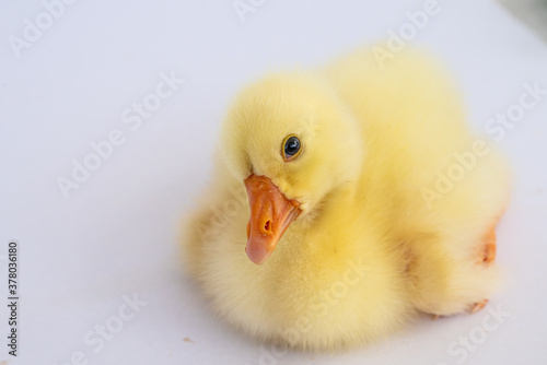 Yellow gosling on white background,Cute little newborn yellow fluffy gosling. photo