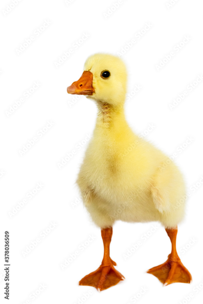 Yellow gosling on white background,Cute little newborn yellow fluffy gosling. Yellow gosling on white background,Cute little newborn yellow fluffy gosling.