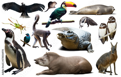 Set of South American animals. Isolated over white background photo