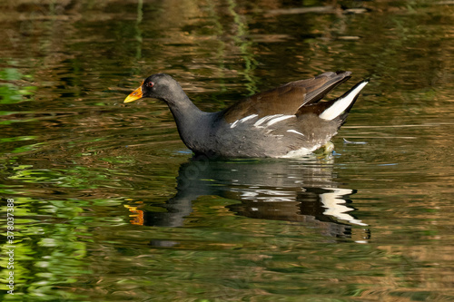 Canvas-taulu Eurasian Moorhen Gallinula chloropus Costa Ballena Cadiz