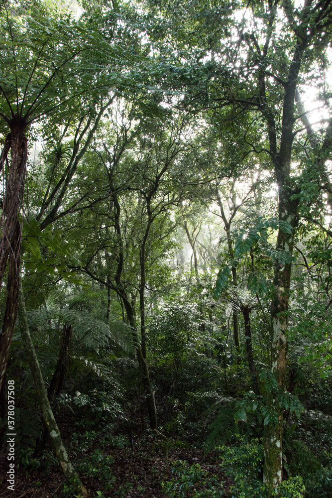 trees in the forest in Nova Petrópolis , Rio Grande do Sul trees in the forest in Nova Petrópolis , Rio Grande do Sul
