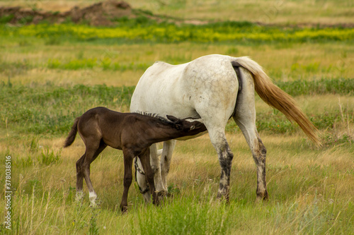The foal feeds of milk of its mother. The concept of development of animal husbandry and cattle breeding. © IGOR