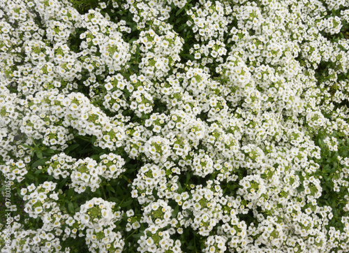 White honey flower texture in the garden