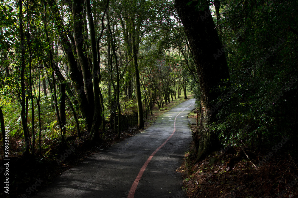 path in the forest in Nova Petrópolis , Rio Grande do Sul 