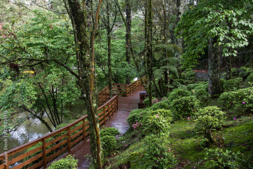 bridge in the forest in Nova Petrópolis , Rio Grande do Sul bridge in the forest in Nova Petrópolis , Rio Grande do Sul