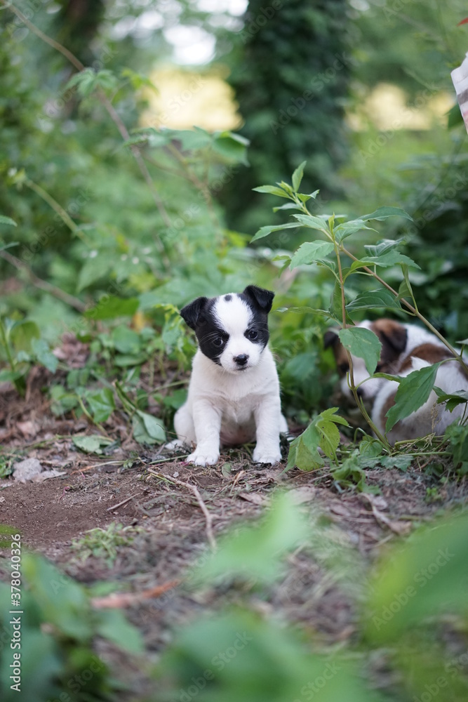 puppy on the ground