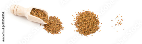 Alfalfa Seeds  Medicago or Lucerne Isolated on White Background