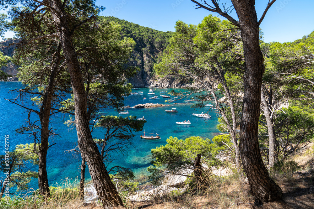 View of several boats through the trees with anchorage in Cala Pedrosa in Llafranc.