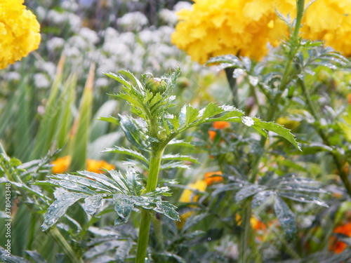 Yellow flowers in the rain. Macro shooting against a background of green grass.