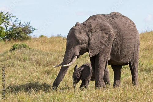 African Bush Elephant  Loxodonta africana   young adult female with a very young baby  Maasai Mara  Kenya.