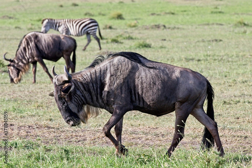 Fototapeta Naklejka Na Ścianę i Meble -  Blue Wildebeest (Connochaetes taurinus), also called Common Wildebeest, White-bearded Wildebeest, or Brindled Gnu, Maasai Mara, Kenya.