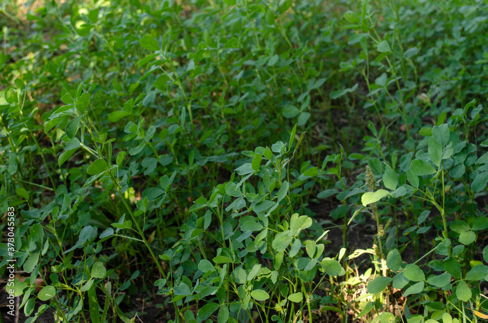 green grass in the garden green grass in the garden
