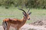 Impala (Aepyceros melampus), Maasai Mara, Kenya.