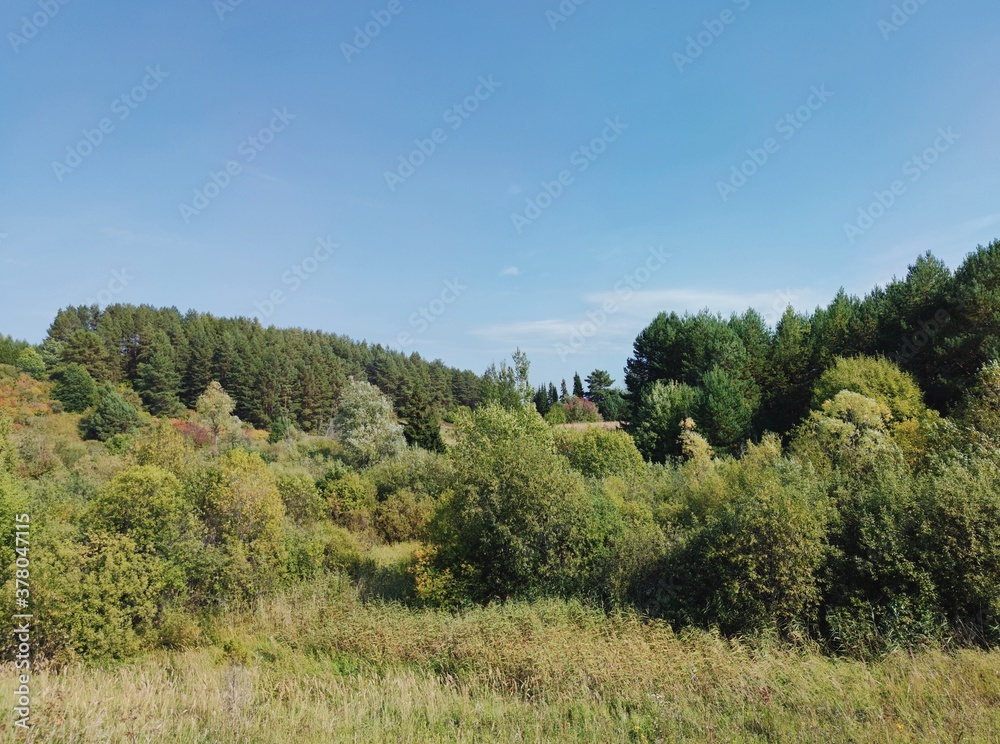 lowland with green grass and trees against the blue sky on a sunny day