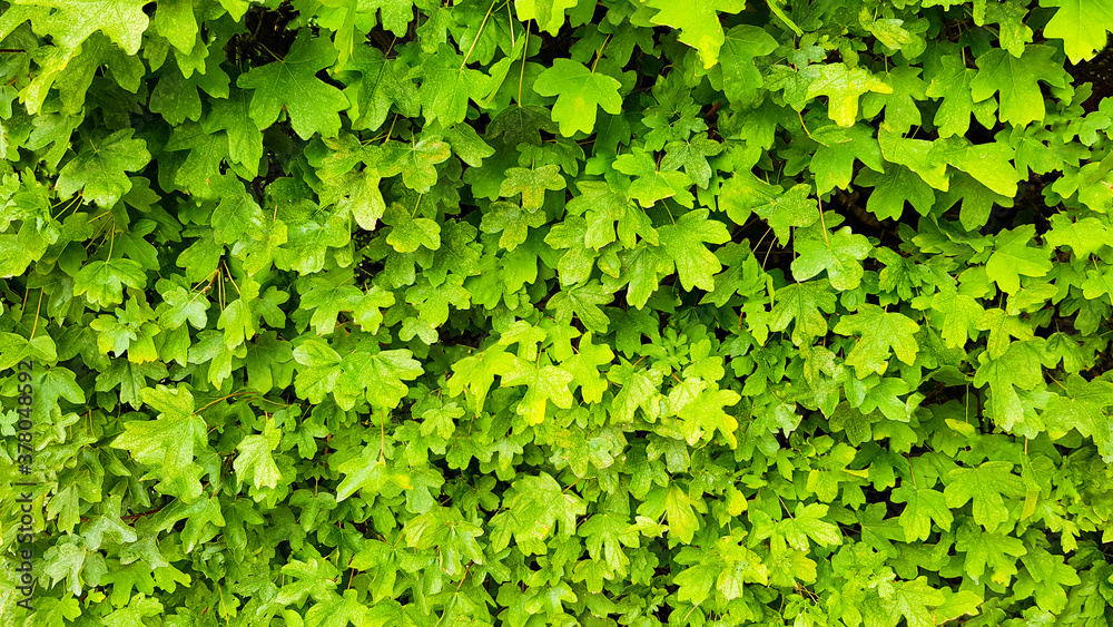 Hintergrund Hintergründe Vorlage Template Hecke Laub Blätter dicht grün gelb Blätterdach abdecken geschlossen gleichmäßig Natur natürlich Land Garten Park Bio- Öko- Umwelt- verdecken Schönheit Design Hintergrund Hintergründe Vorlage Template Hecke Laub Blätter dicht grün gelb Blätterdach abdecken geschlossen gleichmäßig Natur natürlich Land Garten Park Bio- Öko- Umwelt- verdecken Schönheit Design
