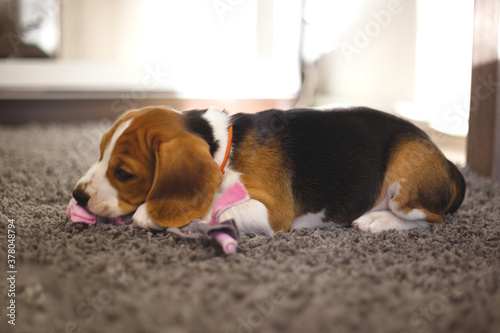 cute beagle puppy lies on the carpet in the room