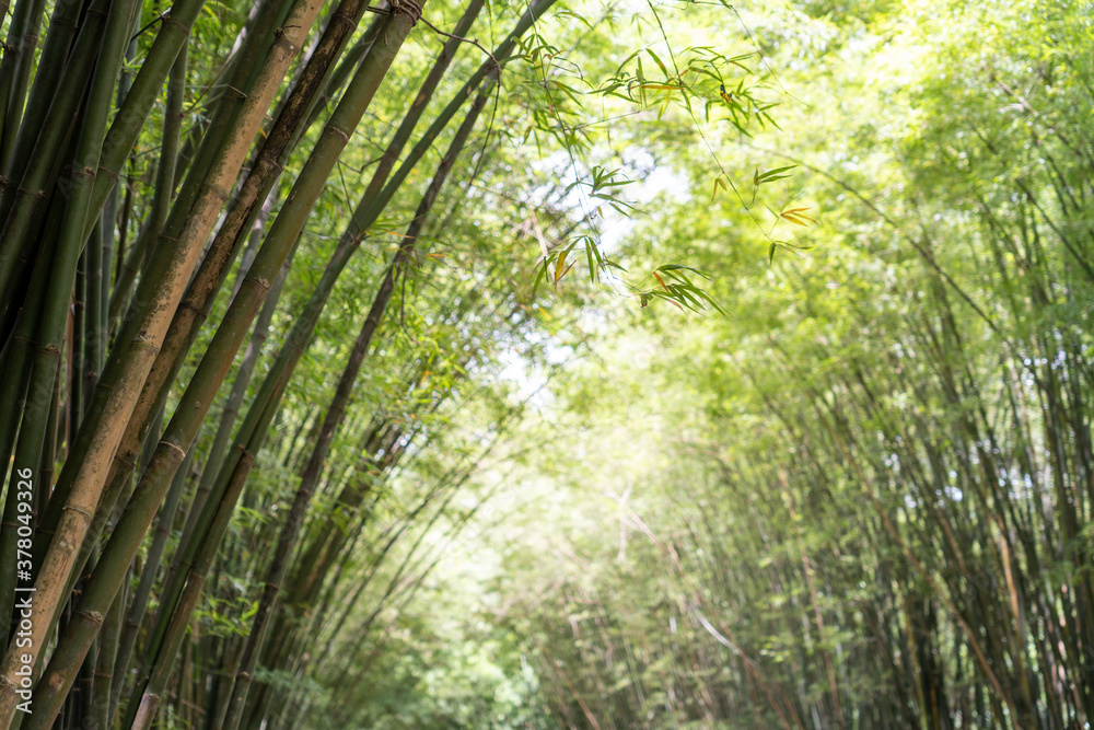 Light from the sun Affect the bamboo leaves. Light from the sun Affect the bamboo leaves.