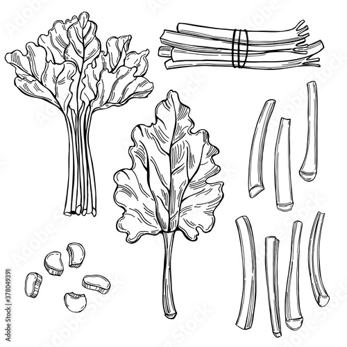 Hand drawn rhubarb on white background.Vector sketch  illustration.