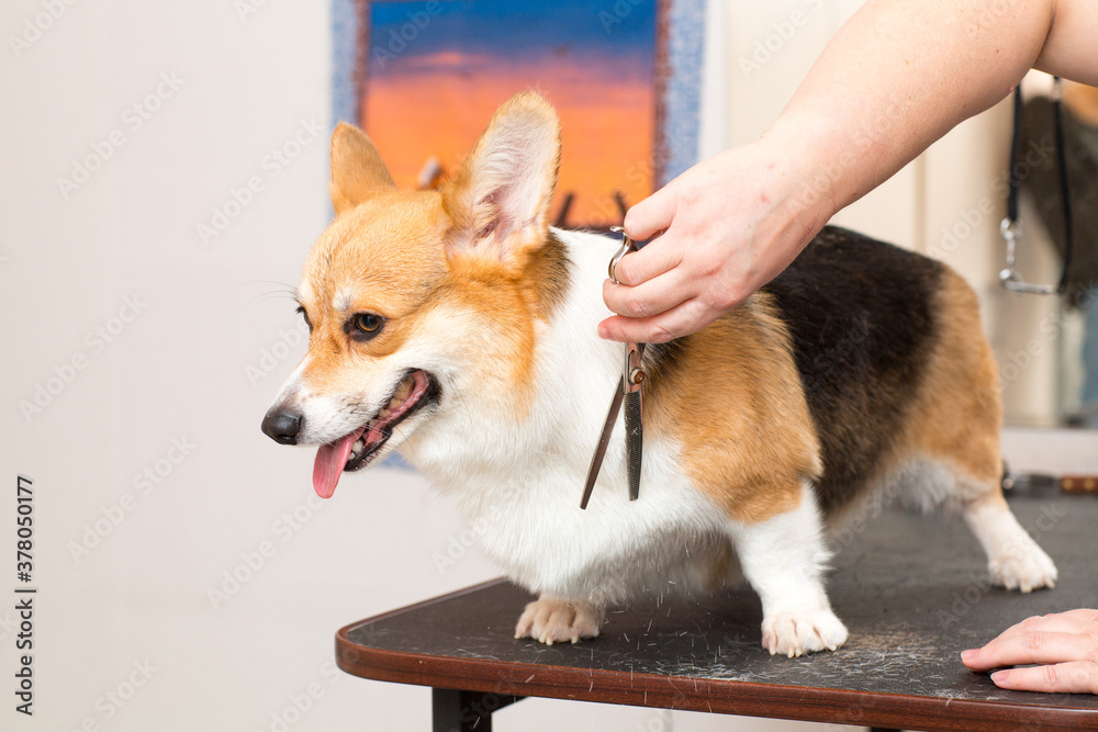 Pet groomer with scissors cut the fur dog corgi. Pet grooming Pet groomer with scissors cut the fur dog corgi. Pet grooming