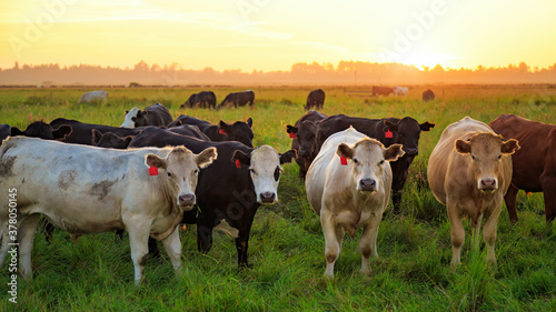 Photo Cows in a field at sunset. Northern California, USA.
