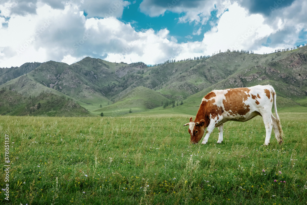 Cow graze on ecological meadows against the backdrop of a mountain landscape and sky with clouds