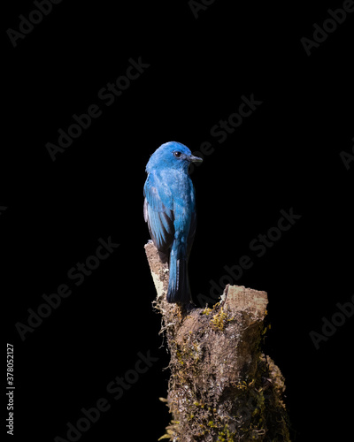 Принти на полотні Nilgiri flycatcher
