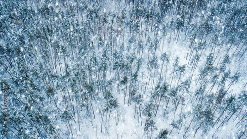 Aerial view of evergreen Christmass forest from above. drone shot. natural winter background © ver0nicka