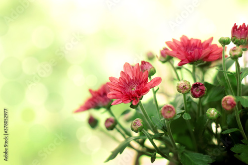 Purple chrysanthemum at autumn on blurred defocused background