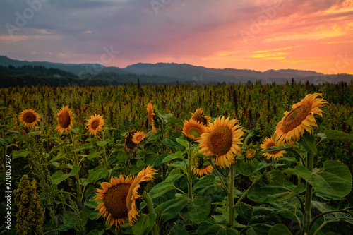 Sunflower Field at Sunset, Northern California, USA