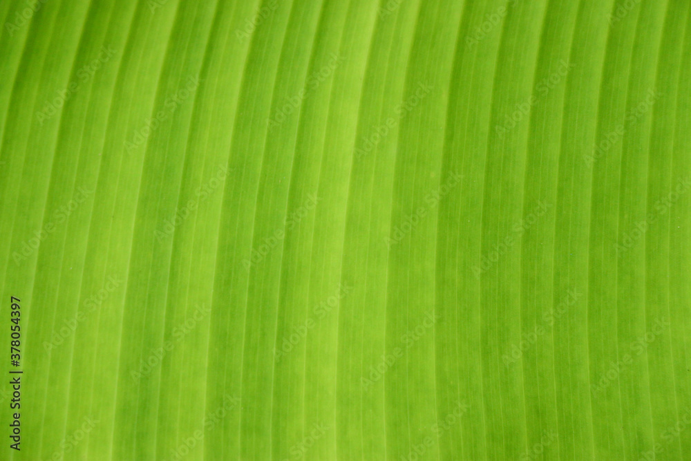 fresh green Leaf texture background of banana fresh green Leaf texture background of banana