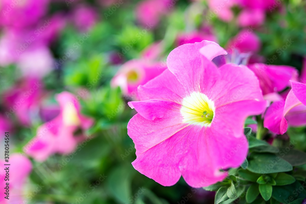 Petunia/Rose red flowers Petunia/Rose red flowers
