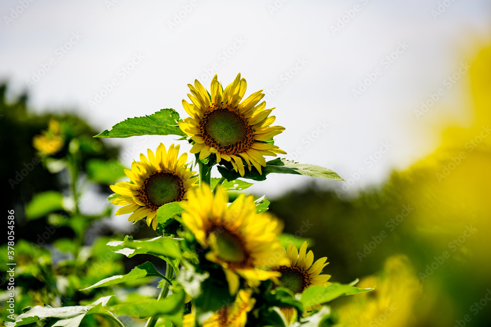 長崎鼻のヒマワリ