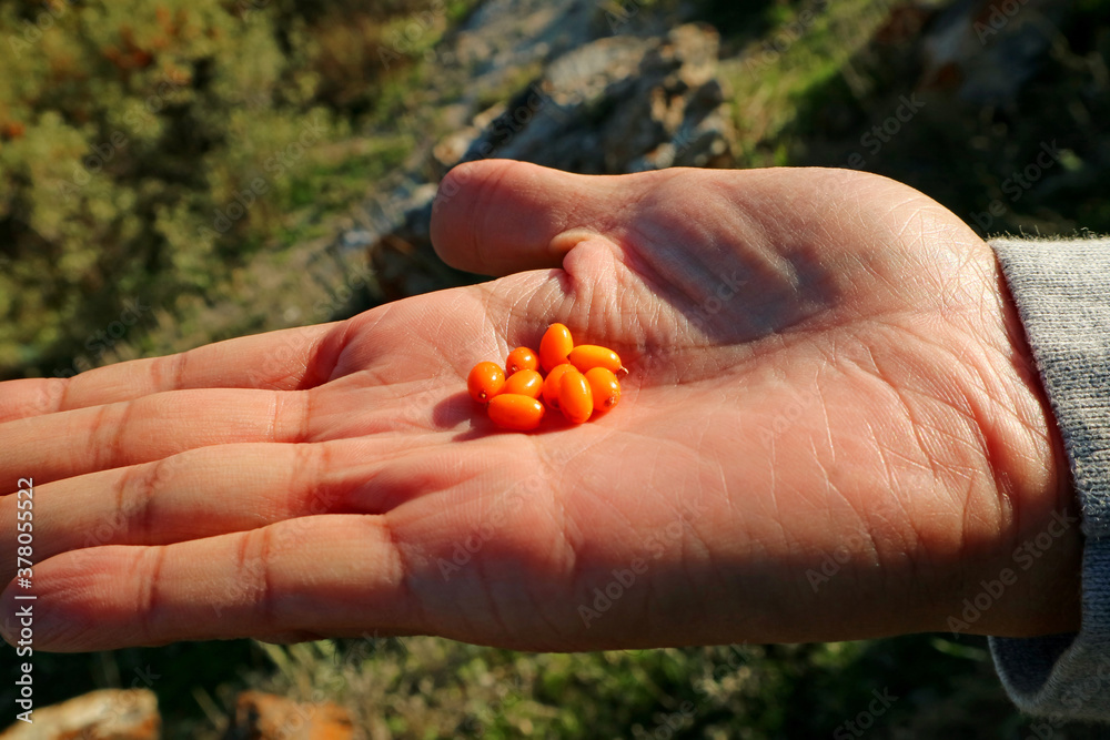 Heap of Wilde Sea Buckthorn Berries in Man's Palm, Gegharkunik Province, Armenia Heap of Wilde Sea Buckthorn Berries in Man's Palm, Gegharkunik Province, Armenia