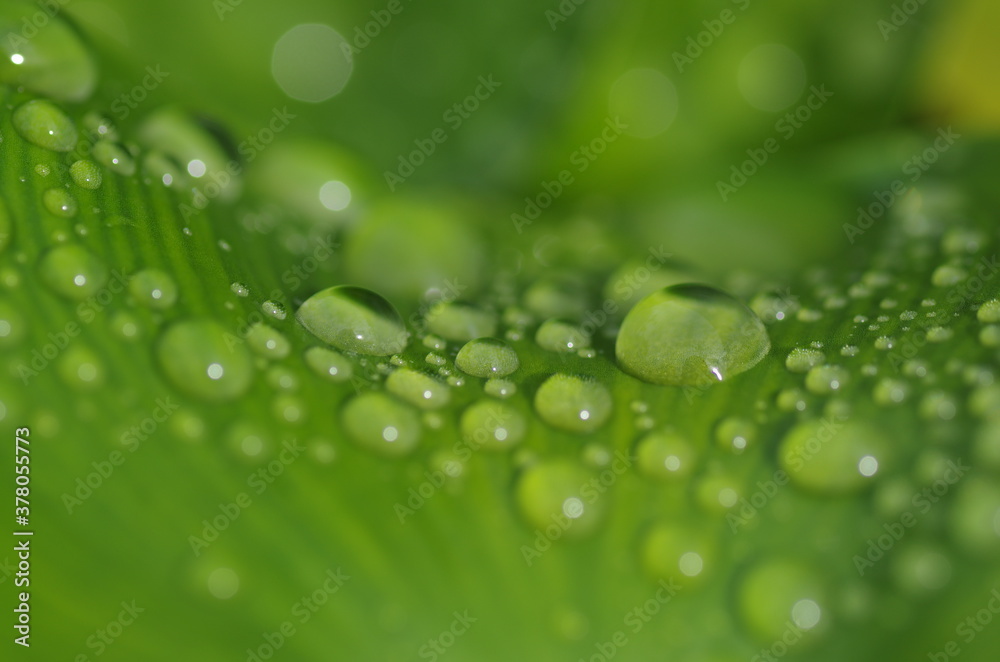 水滴の付いた葉 水滴の付いた葉