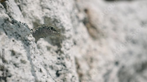 Lizard close-up among white sand stones on the beach. Footage. Creeping poisonous animal in the natural environment. Wildlife concept