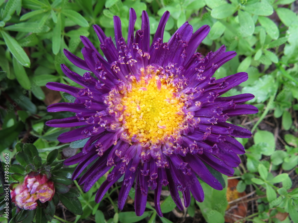 Obraz premium flowers