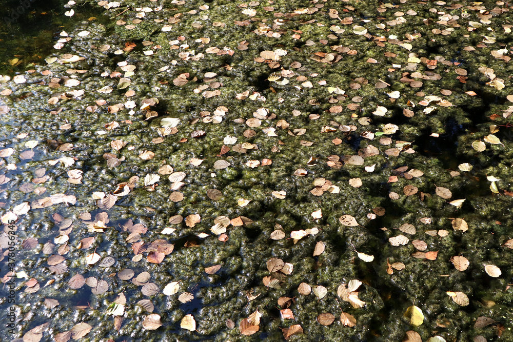 Background of lake mud, water and autumn leaves, close-up Background of lake mud, water and autumn leaves, close-up