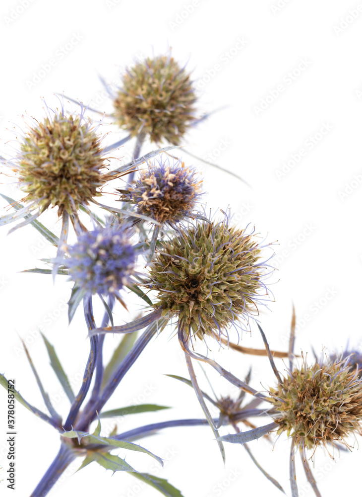 Obraz premium thorny blue flower on white background