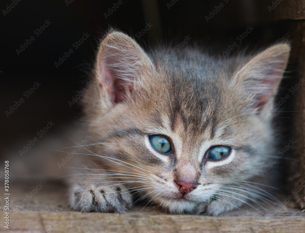 gray kitten on a wooden background gray kitten on a wooden background