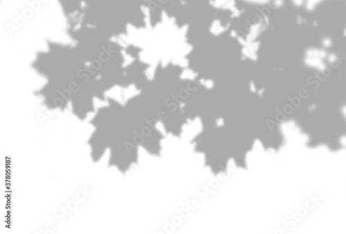 Shadow of a maple branch on a white background. White and black for superimposing a photo or mockup