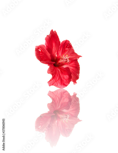 beautiful red hibiscus flower isolated on white background 
