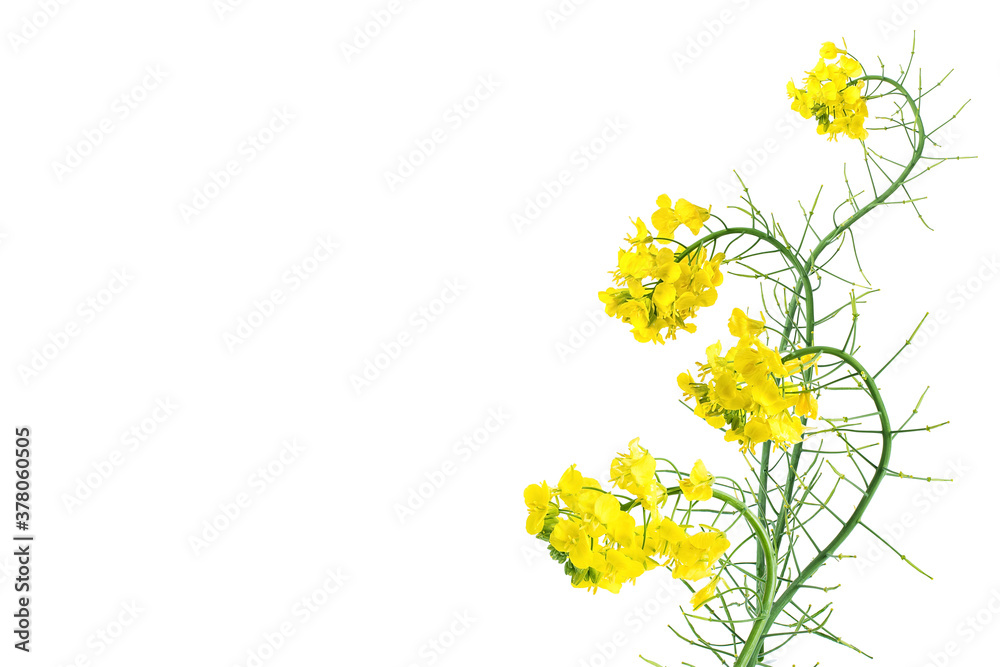 Golden yellow rapeseed flowers on white background
