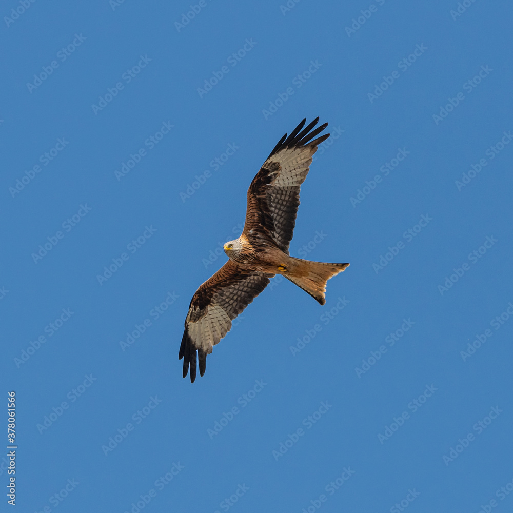 Fototapeta premium red kite (Milvus milvus) bird of prey in flight on blue sky