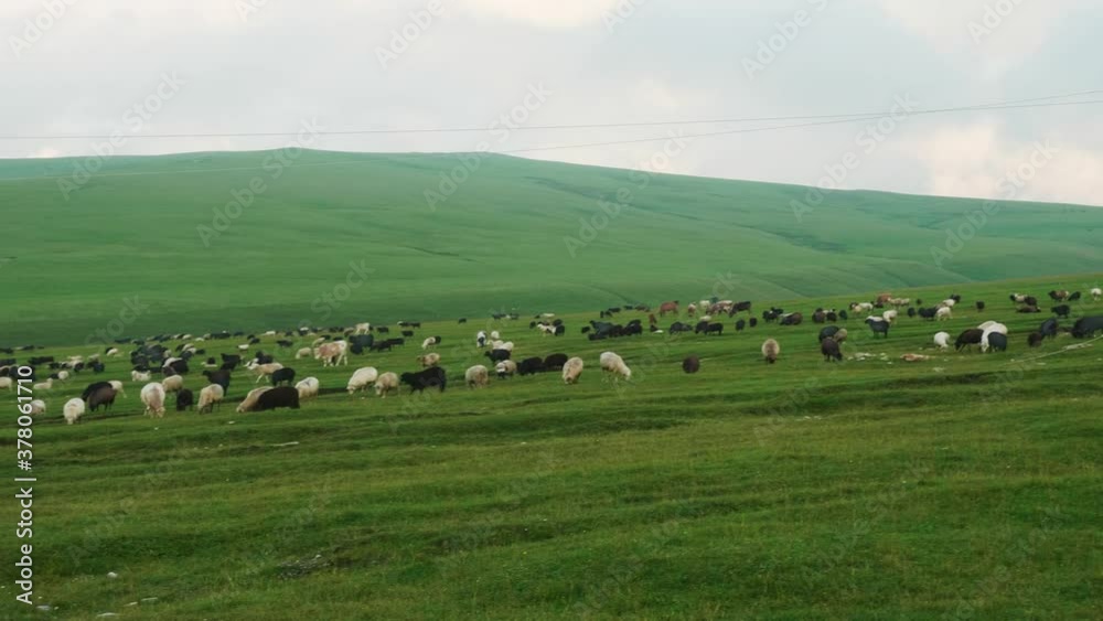 Flock of sheep gazes in green meadows with grey cloudy sky above. Summer day. Flock of sheep gazes in green meadows with grey cloudy sky above. Summer day.