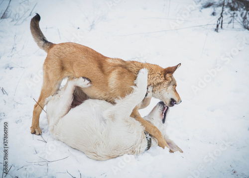 two dogs bite each other while playing in the field in winter