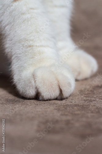 white fluffy paw of a cat close up