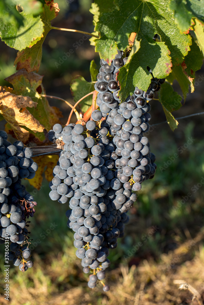 Close up of red merlot grapes in vineyard. Medoc, Gironde, Aquitaine. France