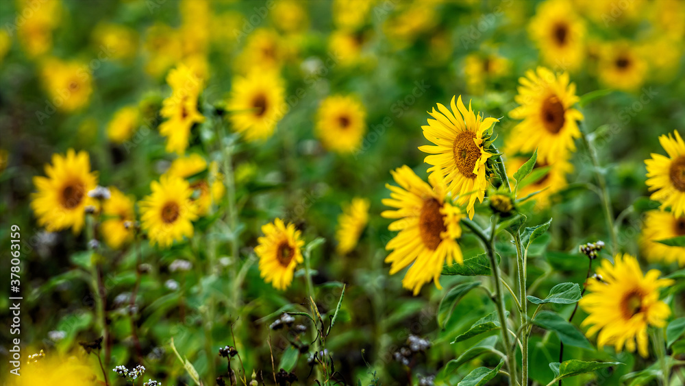 sunflower field in sunshine, bright vibrant flower landscape in summer time sunflower field in sunshine, bright vibrant flower landscape in summer time