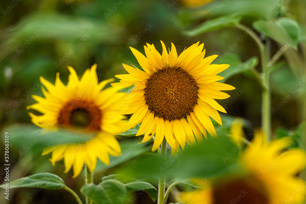 sunflower field in sunshine, bright vibrant flower landscape in summer time sunflower field in sunshine, bright vibrant flower landscape in summer time